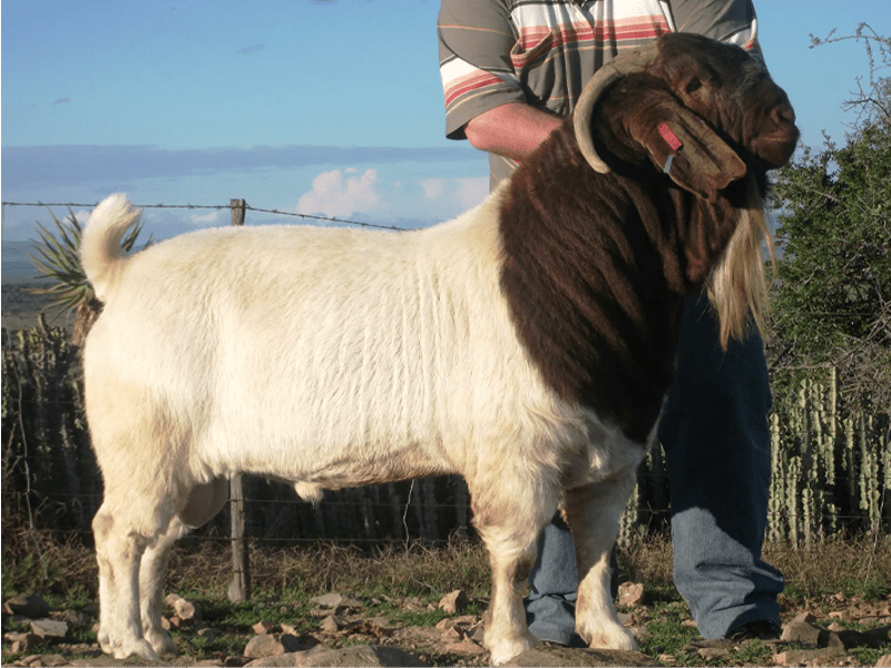 Pure Boer