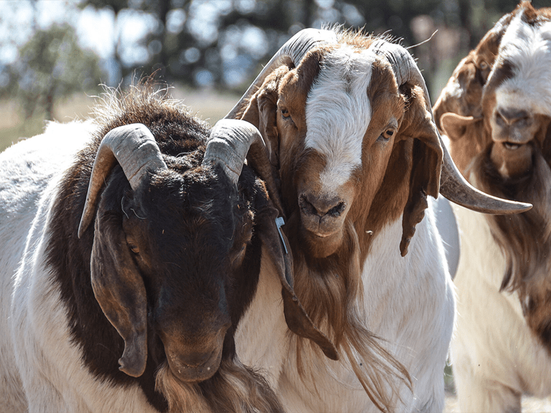 Boer Cross 93.7%