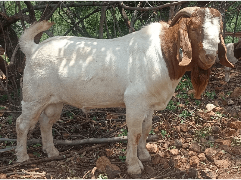 Boer Cross 87.5%