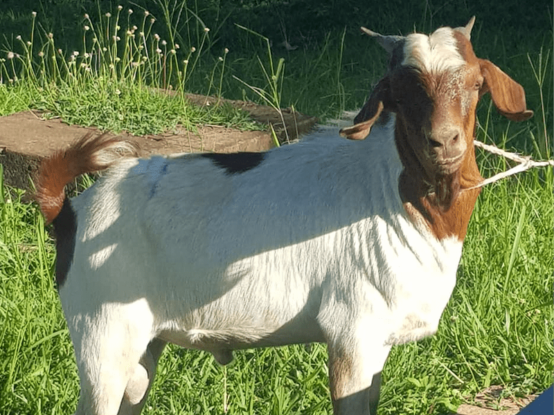 Boer Cross 75%