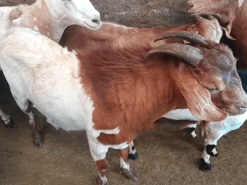 Boer Cross 50%