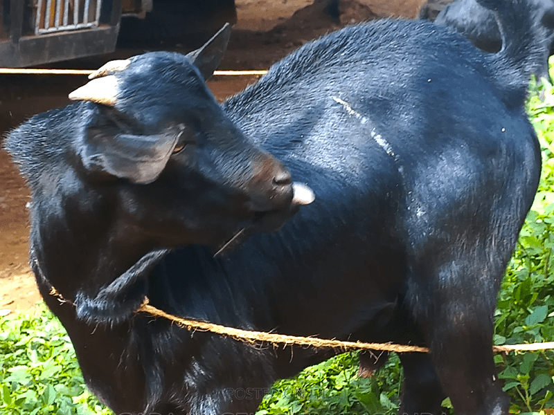 Local Mubende