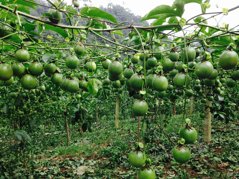 Passion Fruit at Nyayo Farms