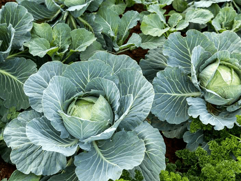 Cabbage Field