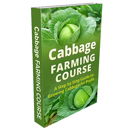 Cabbage Growing Guide