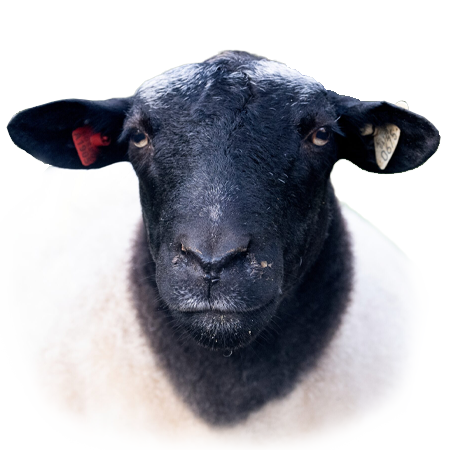 Sheep