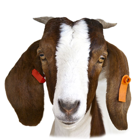 Goats