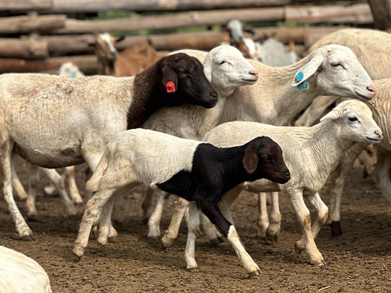 Crossbred Sheep