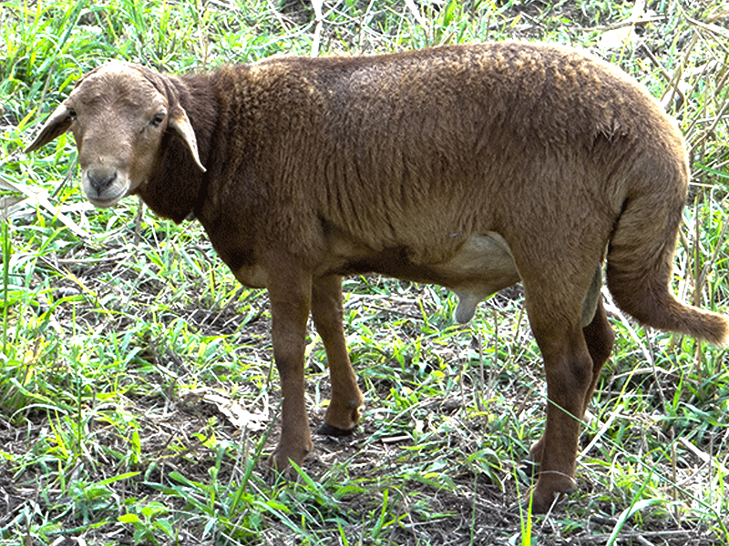 Local Sheep