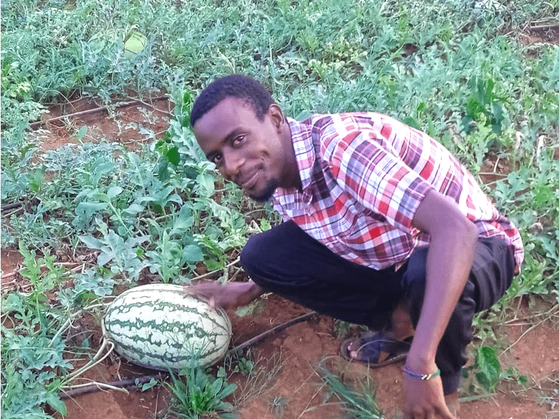 Sukari F1 Watermelon Field